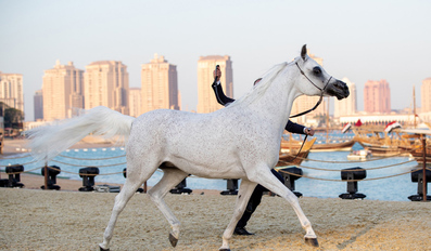 Arabian Peninsula Horse Show